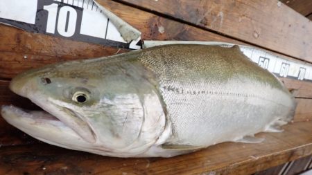 フィッシングレイクたかみや 釣果