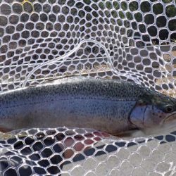 フィッシングレイクたかみや 釣果