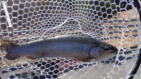 フィッシングレイクたかみや 釣果