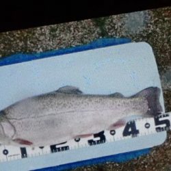 フィッシングレイクたかみや 釣果