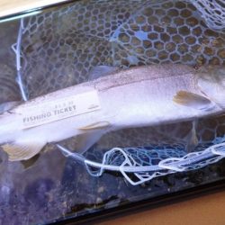 フィッシングレイクたかみや 釣果