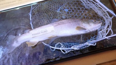 フィッシングレイクたかみや 釣果