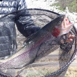 フィッシングレイクたかみや 釣果