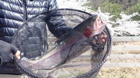 フィッシングレイクたかみや 釣果