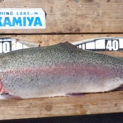 フィッシングレイクたかみや 釣果