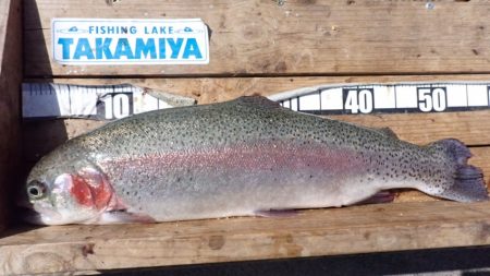 フィッシングレイクたかみや 釣果