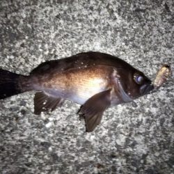 ライズも多くなりました