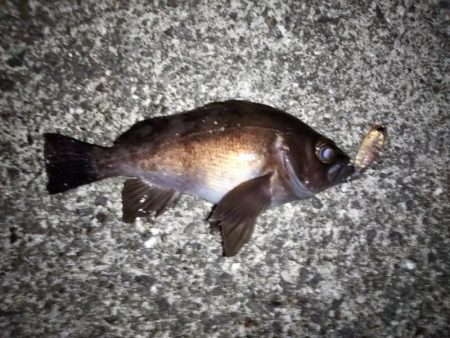 ライズも多くなりました