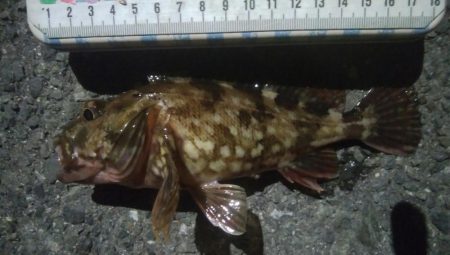 釣りデビュー100日目