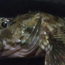 釣りデビュー100日目