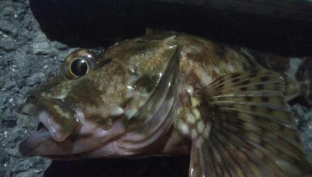 釣りデビュー100日目