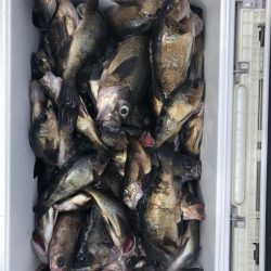 フィッシング キッタカ 釣果