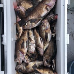 フィッシング キッタカ 釣果