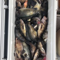 フィッシング キッタカ 釣果