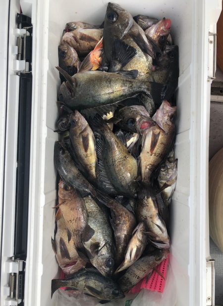 フィッシング キッタカ 釣果