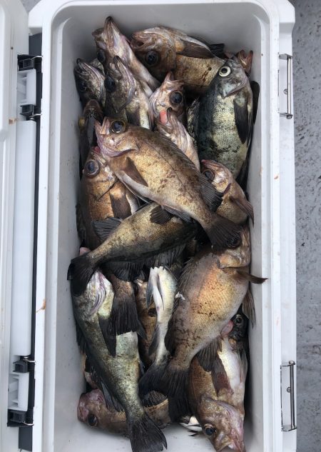 フィッシング キッタカ 釣果