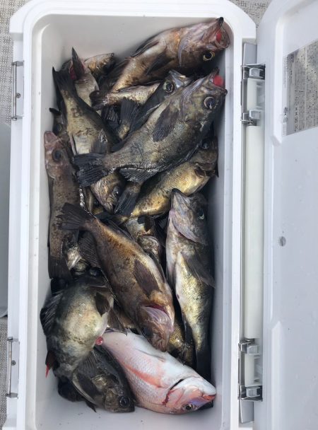 フィッシング キッタカ 釣果