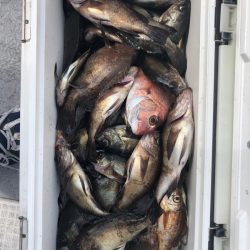 フィッシング キッタカ 釣果