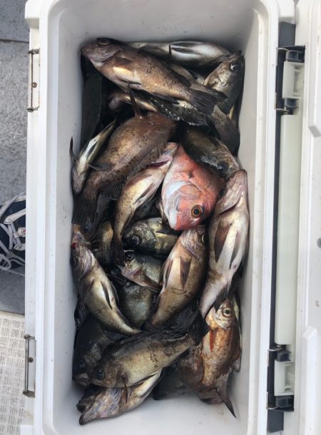 フィッシング キッタカ 釣果