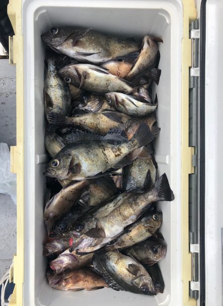 フィッシング　キッタカ 釣果