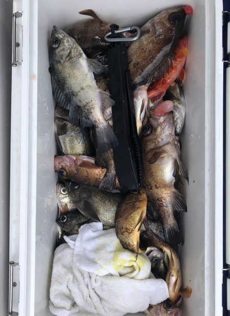 フィッシング キッタカ 釣果