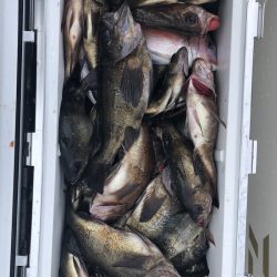 フィッシング キッタカ 釣果