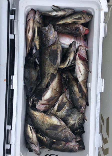 フィッシング キッタカ 釣果