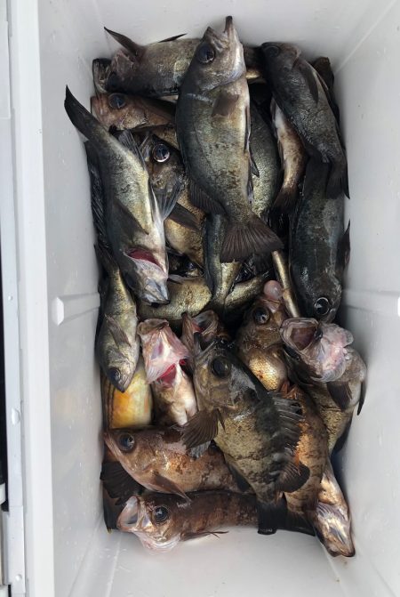 フィッシング キッタカ 釣果