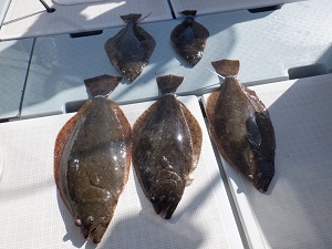 遊漁船 幸友丸 釣果