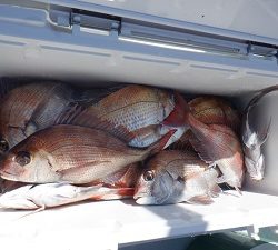 遊漁船 幸友丸 釣果