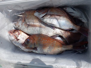 遊漁船 幸友丸 釣果