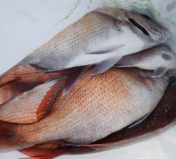 遊漁船 幸友丸 釣果