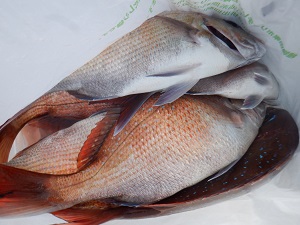 遊漁船 幸友丸 釣果