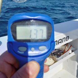 フィッシングボートACE(エース) 釣果