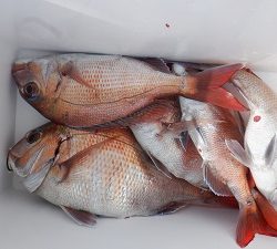 遊漁船 幸友丸 釣果