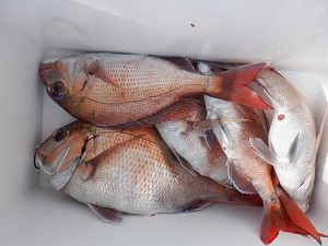 遊漁船 幸友丸 釣果