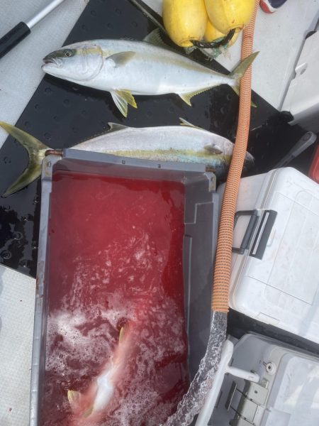 海龍丸（福岡） 釣果