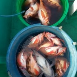 モンロー号 釣果