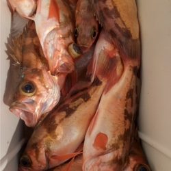 モンロー号 釣果