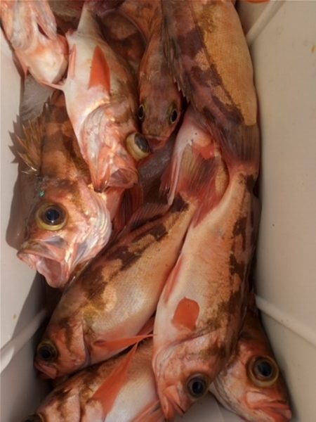 モンロー号 釣果