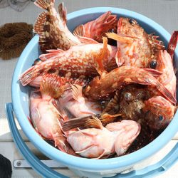 松本釣船２ 釣果