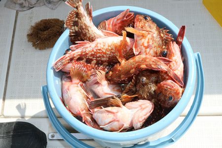 松本釣船２ 釣果