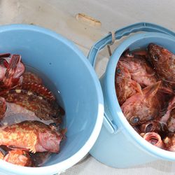 松本釣船２ 釣果