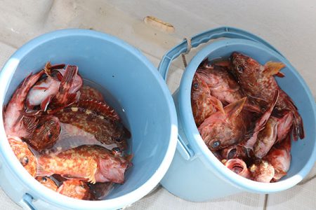 松本釣船２ 釣果