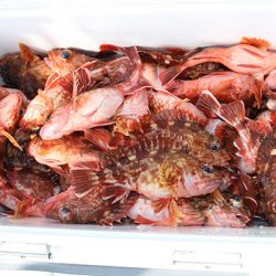 松本釣船２ 釣果