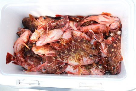 松本釣船２ 釣果