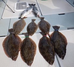 遊漁船 幸友丸 釣果