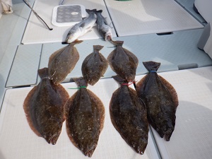 遊漁船 幸友丸 釣果