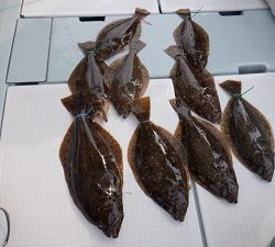 遊漁船 幸友丸 釣果