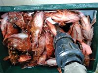 おおせき丸 釣果